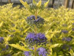 CARYOPTERIS x cl. Gold Crest PP32310