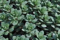 SEDUM Rosy Glow