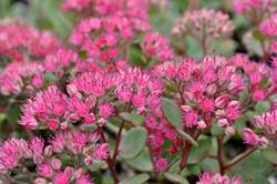 SEDUM Rosy Glow