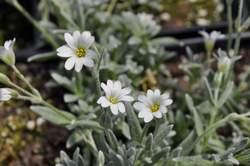 CERASTIUM tomentosum Yo Yo