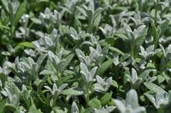 CERASTIUM tomentosum Yo Yo