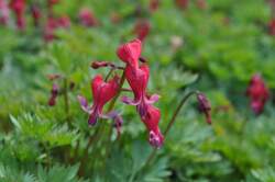 DICENTRA Red Fountain PP21269