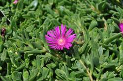 DELOSPERMA Tiffindell Magenta