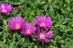 DELOSPERMA Tiffindell Magenta