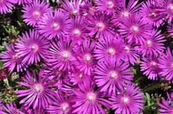 DELOSPERMA Tiffindell Magenta