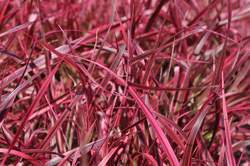 Grass-PENNISETUM s. Fireworks PP18504