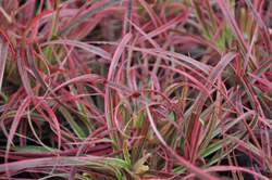 Grass-PENNISETUM s. Fireworks PP18504