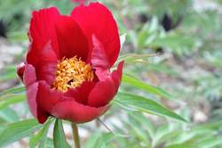 PAEONIA Early Scout
