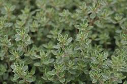 THYME, Silver