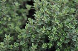 THYME, Silver