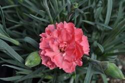 DIANTHUS DC™ Miss Pinky PPAF