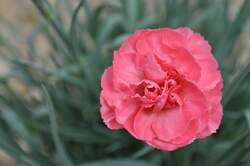 DIANTHUS DC™ Miss Pinky PPAF