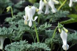 DICENTRA Ivory Hearts PP15599