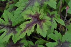 TIARELLA Sugar and Spice PP16738