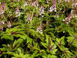 TIARELLA Sugar and Spice PP16738