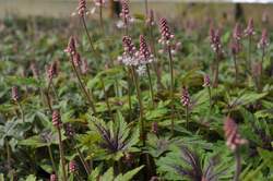 TIARELLA Sugar and Spice PP16738