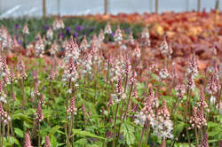 TIARELLA Sugar and Spice PP16738