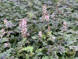 TIARELLA Sugar and Spice PP16738