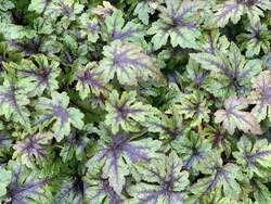 TIARELLA Sugar and Spice PP16738