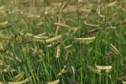 Grass-BOUTELOUA gracilis