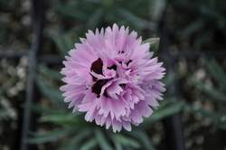 DIANTHUS Early Bird® Fizzy PP21394