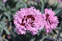 DIANTHUS Early Bird® Fizzy PP21394