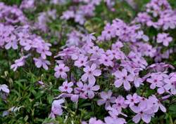 PHLOX Paparazzi™ Gaga PP23702