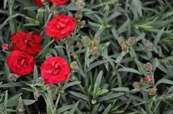 DIANTHUS Early Bird® Radiance PP21824