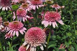 ECHINACEA C. Butterfly Kisses PP24458