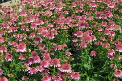 ECHINACEA C. Butterfly Kisses PP24458