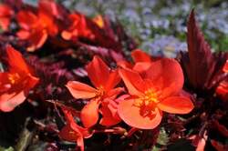 BEGONIA Unstoppable Upright® Fire PPAF