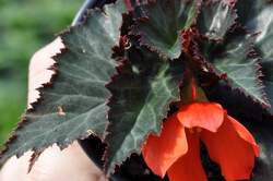 BEGONIA Unstoppable Upright® Fire PPAF