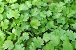 CILANTRO, Slow Bolting