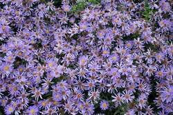 ASTER Wood's Blue