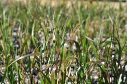 Grass-PANICUM v. Cape Breeze PP24895