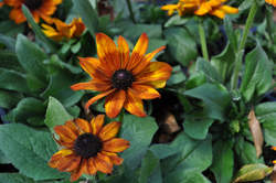 ECHIBECKIA Summerina™ Yellow