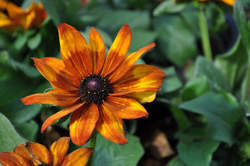 ECHIBECKIA Summerina™ Yellow