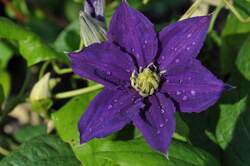 CLEMATIS Lady Betty Balfour
