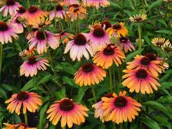 ECHINACEA Butterfly™ Rainbow Marcella PP28573