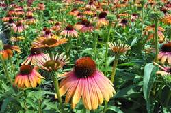 ECHINACEA Butterfly™ Rainbow Marcella PP28573
