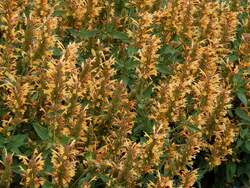 AGASTACHE Kudos™ Gold PP26410