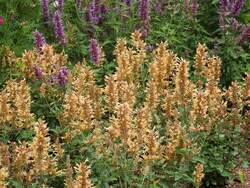 AGASTACHE Kudos™ Gold PP26410