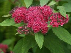 SPIRAEA j. Double Play® Red PP26993