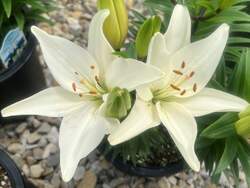 LILY, ASIATIC Tiny Crystal