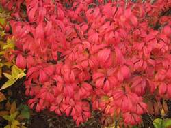 EUONYMUS a. Unforgettable Fire® PP21634