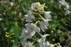 DELPHINIUM b. Casa Blanca