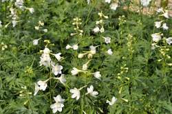 DELPHINIUM b. Casa Blanca