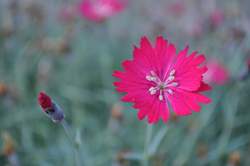 DIANTHUS g. Wicked Witch PP19824