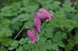 DICENTRA King of Hearts