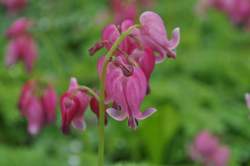DICENTRA King of Hearts